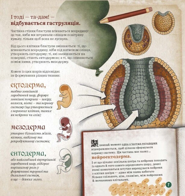 Дітям про науку. Як працює людський мозок - Vivat