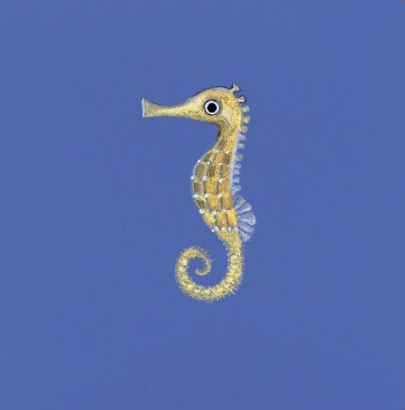 Sea Animals - Vivat