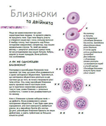 Генетика для дітей. Х та Y, дівчинка або хлопчик? - Vivat