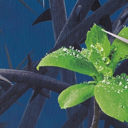 Зламувачі проклять - Vivat